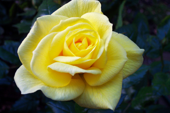 Yellow rose, backyard, 542 Waller St.